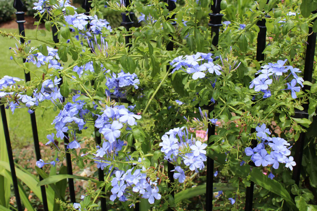 Purple flowers near a Garden District home