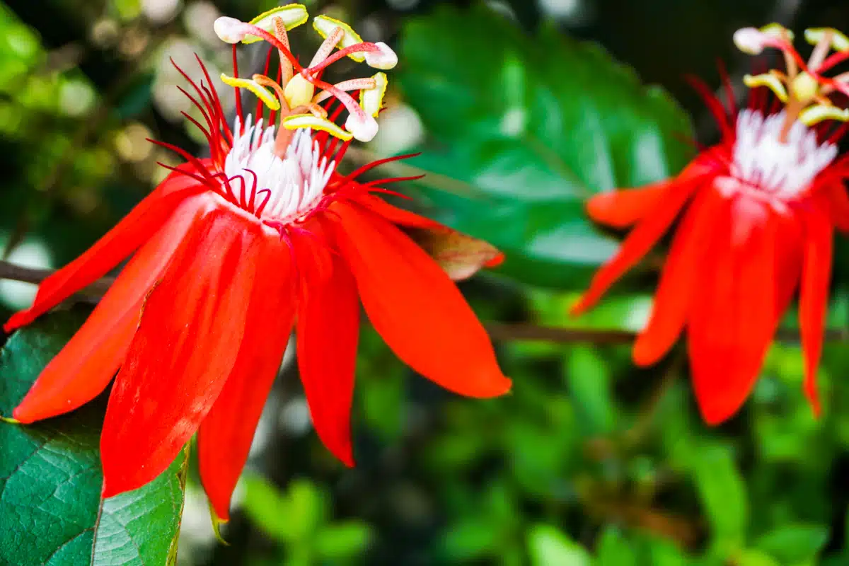 Red flowers near a Garden District home