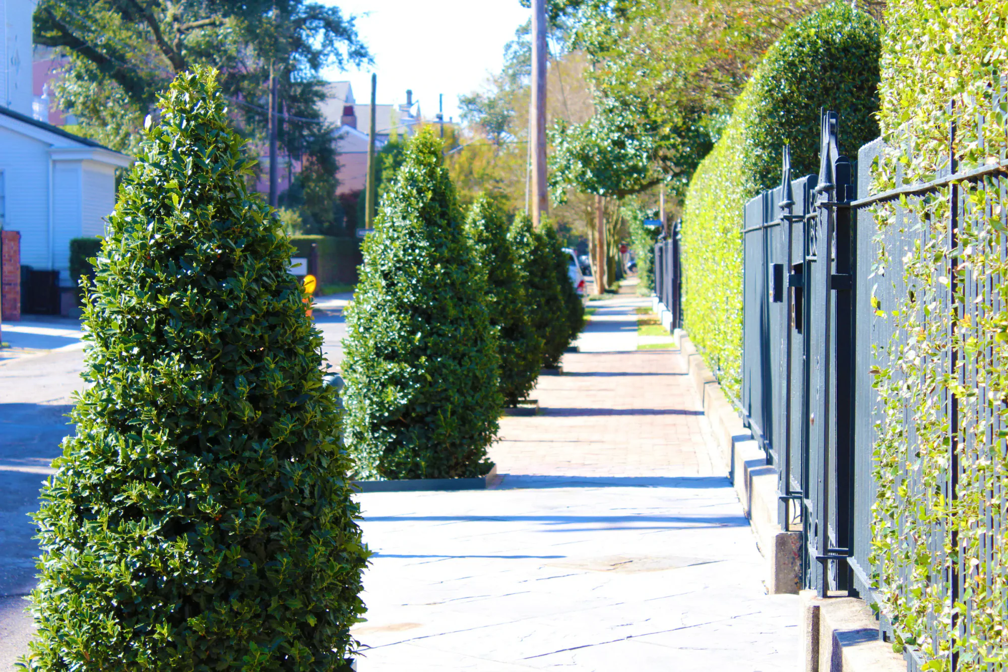 Tree-lined Garden District street with historic homes in New Orleans
